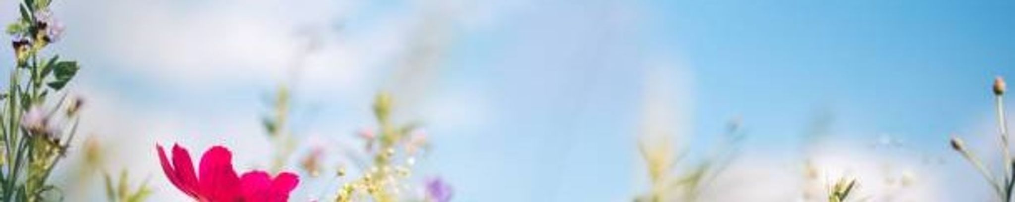 Cover photo for Evelyn Lucille Mixon's Obituary
