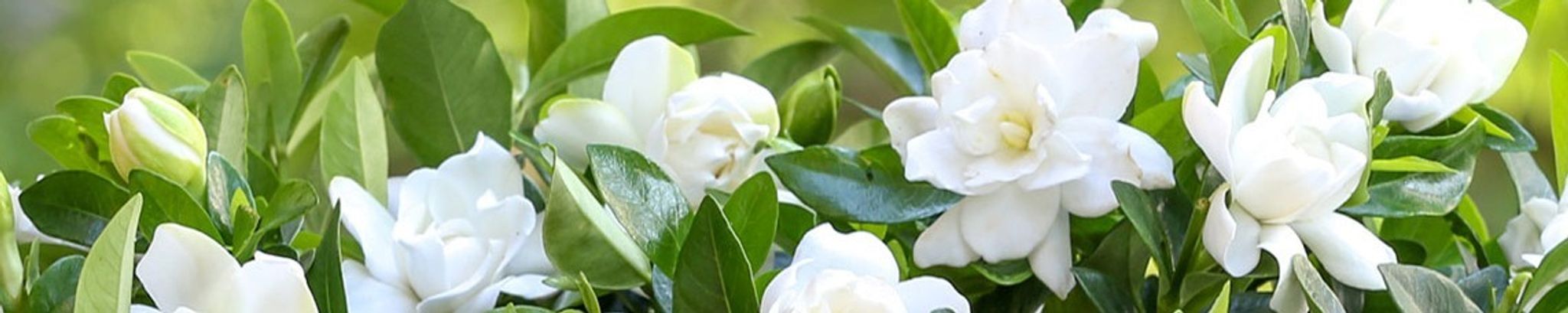 Cover photo for Ruth E. Horton's Obituary