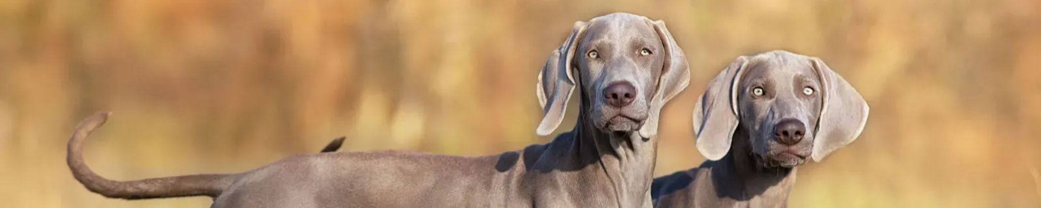 Cover for Raymond Helbling's Obituary