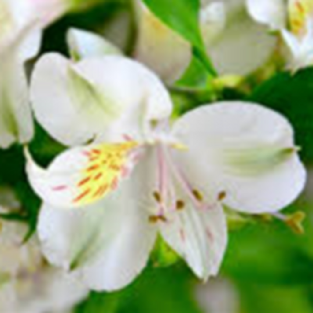 Lorraine Elizabeth Vickers