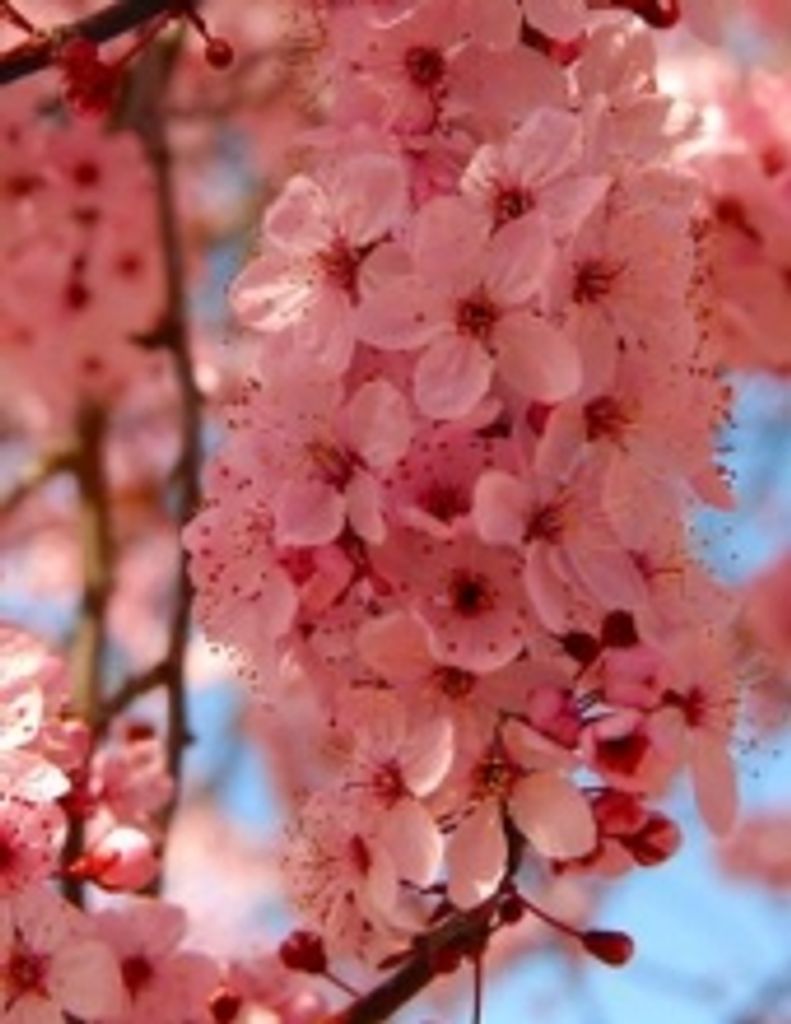 Beth  Marie Sinclair