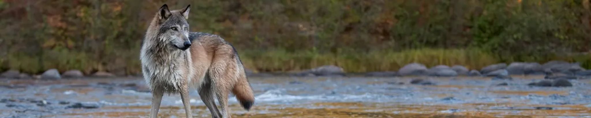 Cover for Yannik Adam's Obituary