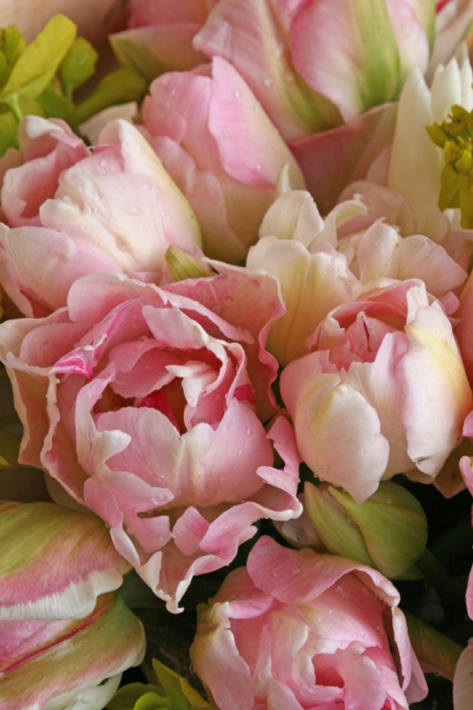 Joan Davis Profile Photo