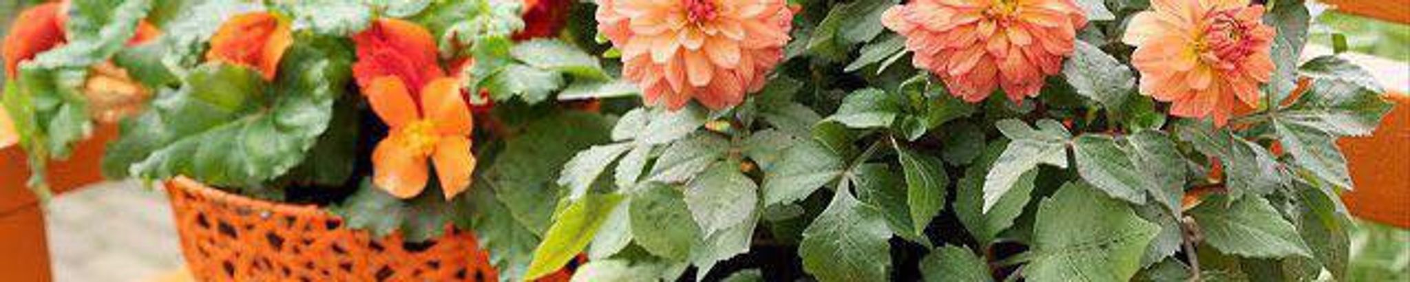 Cover photo for Debra Jean McLain's Obituary