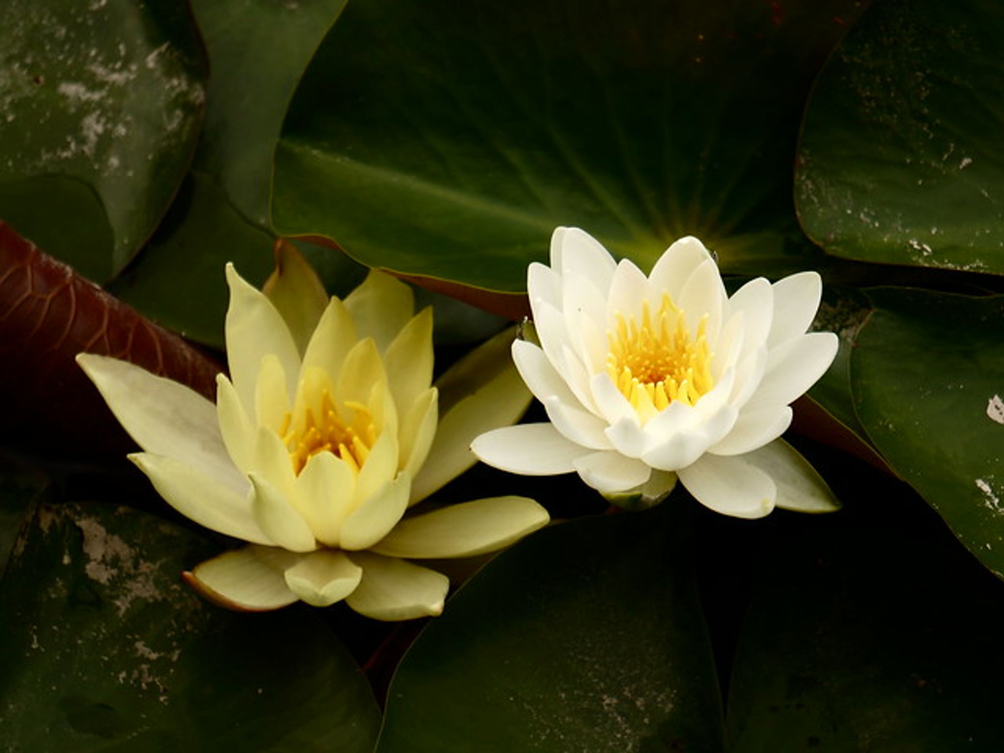 Cover photo for Beverly Kay Vogler's Obituary