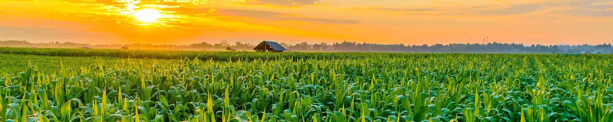 Cover for William P. Daugherty's Obituary