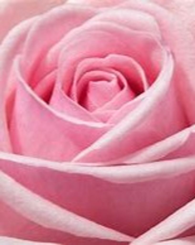 Rachel M. Dawson Profile Photo