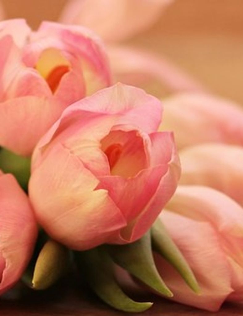 Shirley Young Cotton