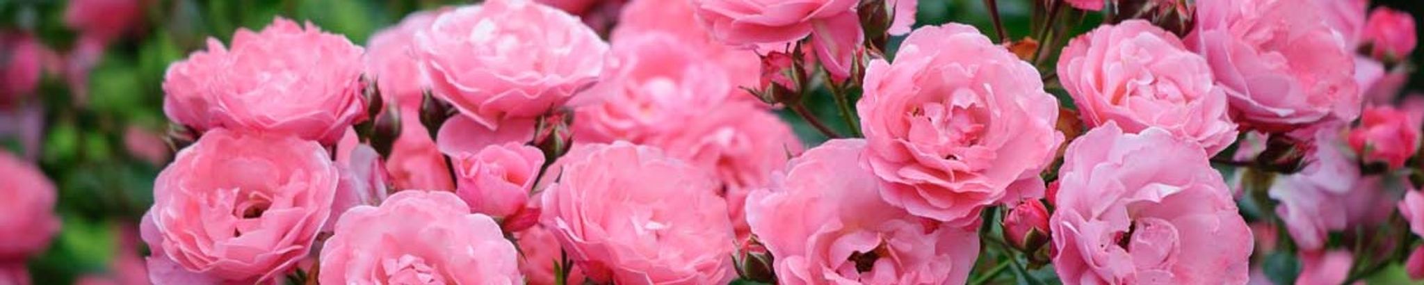 Cover for Verdie Delana Thomas Taggart's Obituary