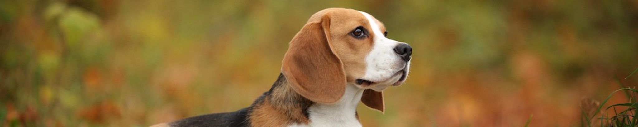 Cover for Jim Pedano's Obituary