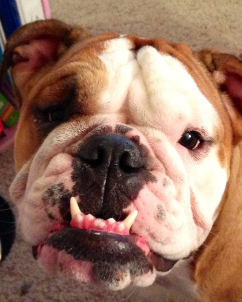 Beef Profile Photo