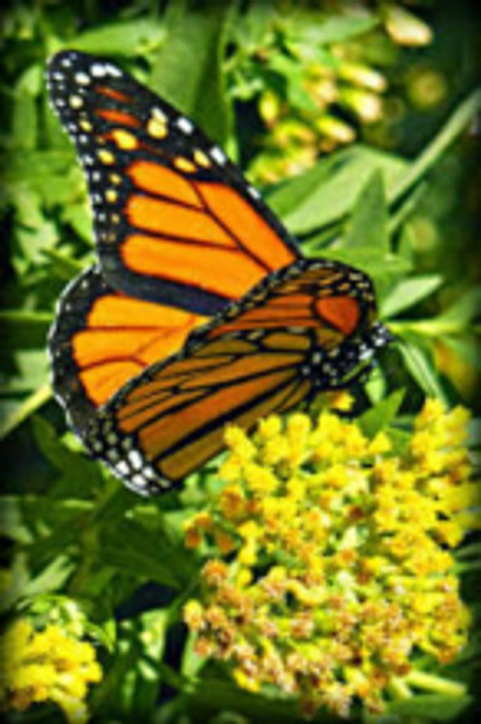 Jean (Mullins) Clemmer - Eavers