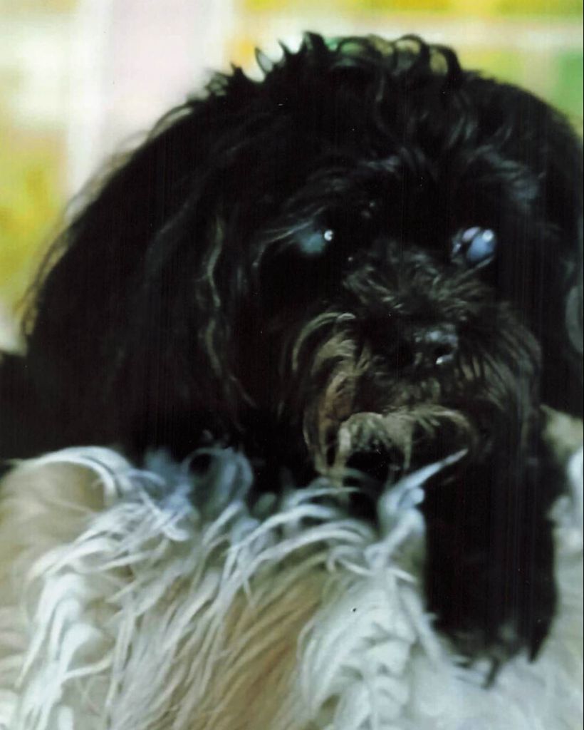 Oreo Serdar