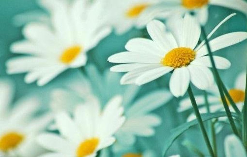 Bonita K. Holmes Profile Photo