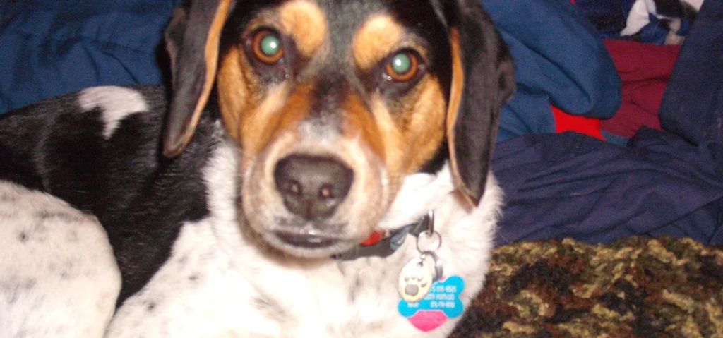 Saphira Profile Photo
