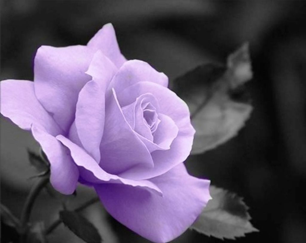 Michelle F. Williams (Nee Simko)