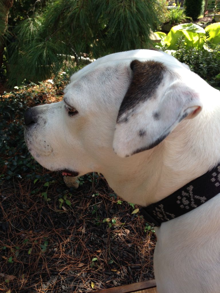 Roxy J