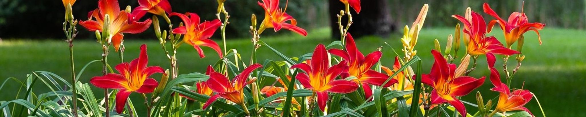 Cover for Martha Nunnery's Obituary