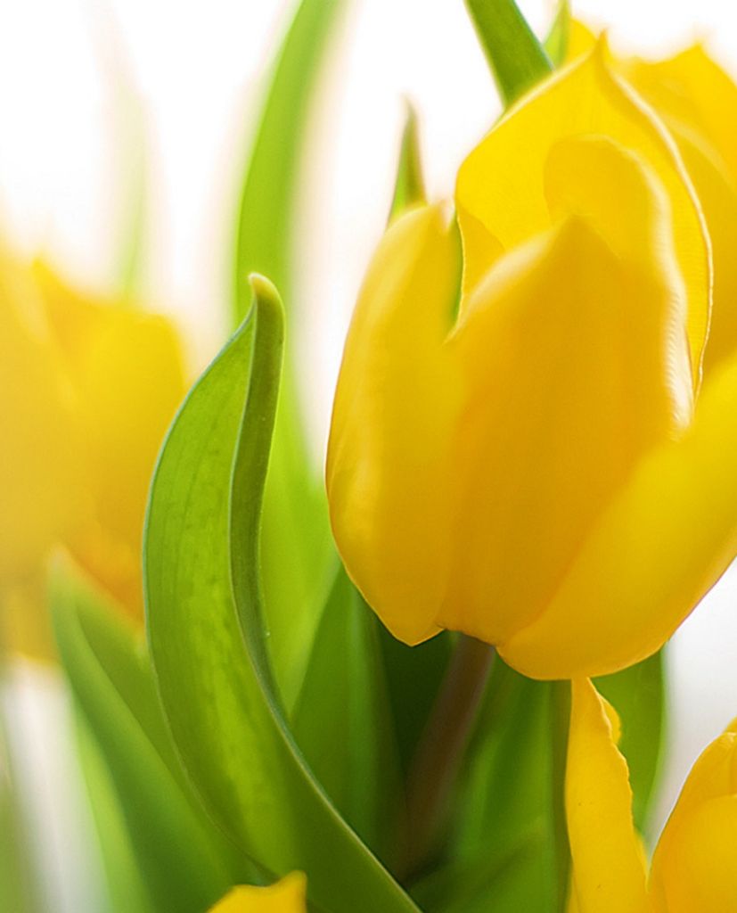 Rose Marie Klaus Profile Photo