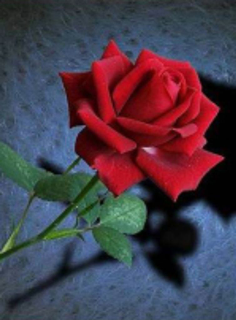 Catherine Van Teeling