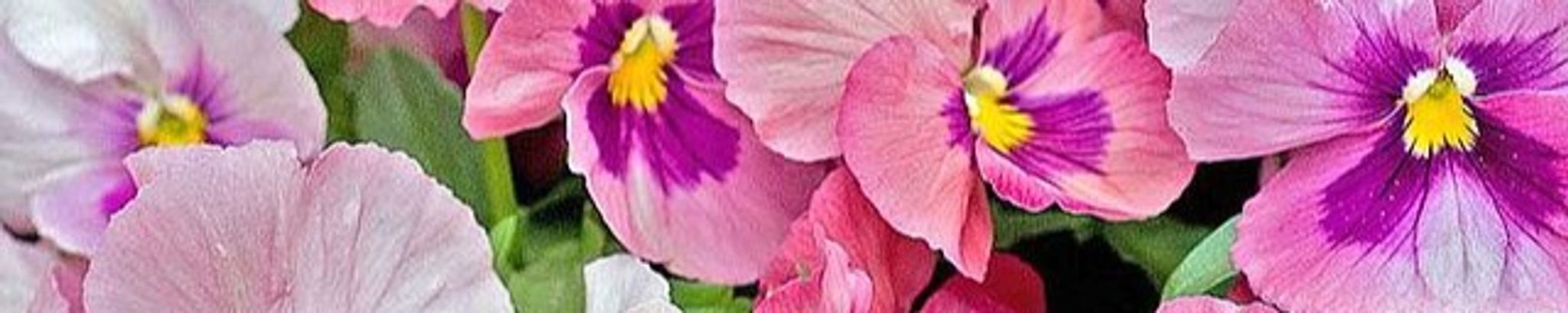 Cover photo for Joan Catherine Roberts's Obituary