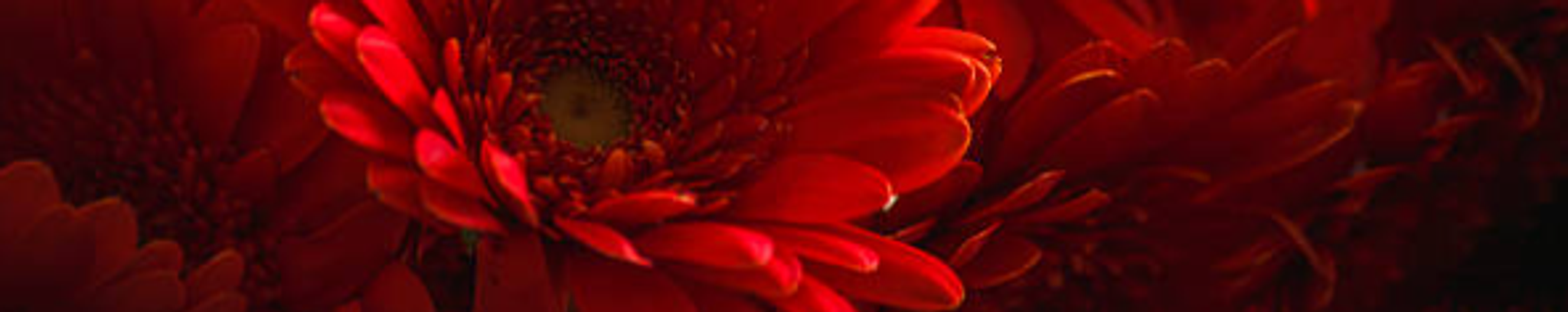 Cover for Michelle Kernicky's Obituary