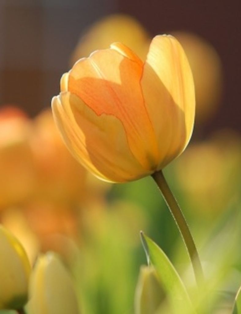 Gerritje 'Gerry' Van Hierden