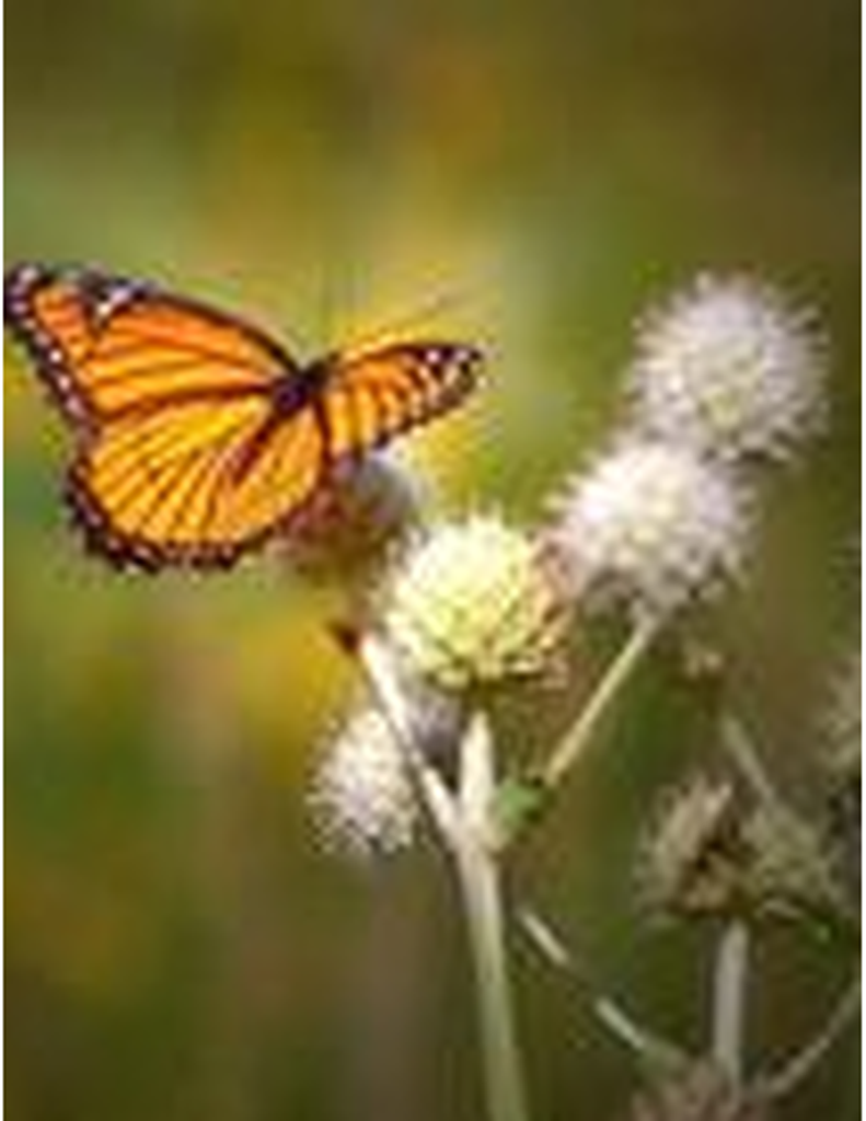 Herminia Padilla Lozano