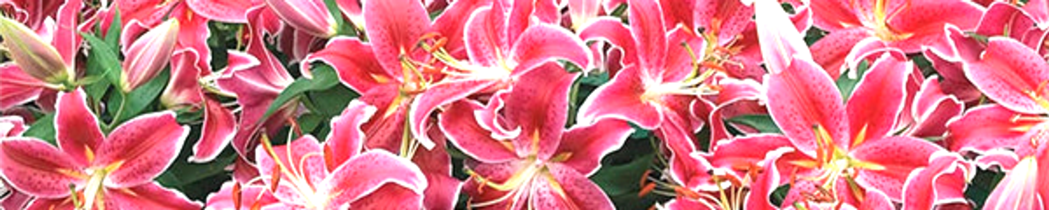 Cover for Sharon Kay Gandy's Obituary