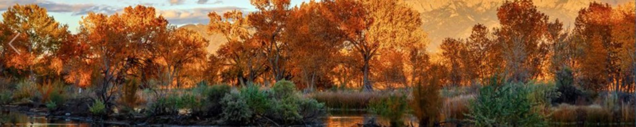 Cover photo for Gwynne Denton's Obituary