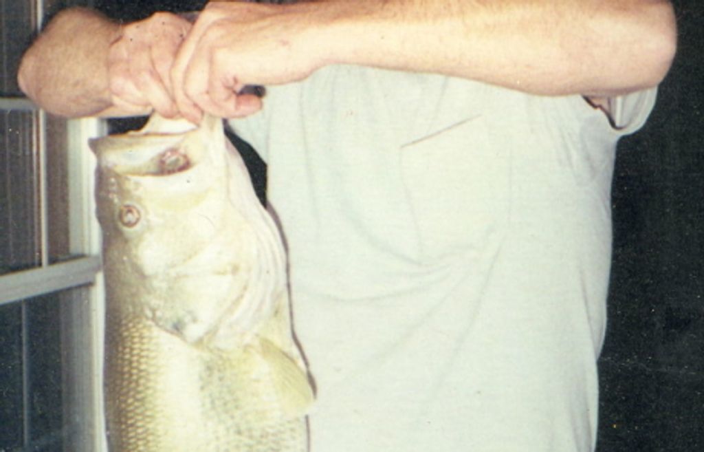 David  Williams