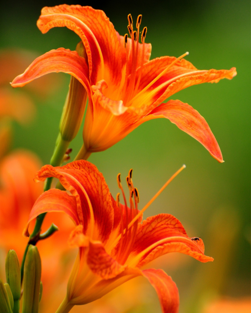 Cecelia Taylor Profile Photo