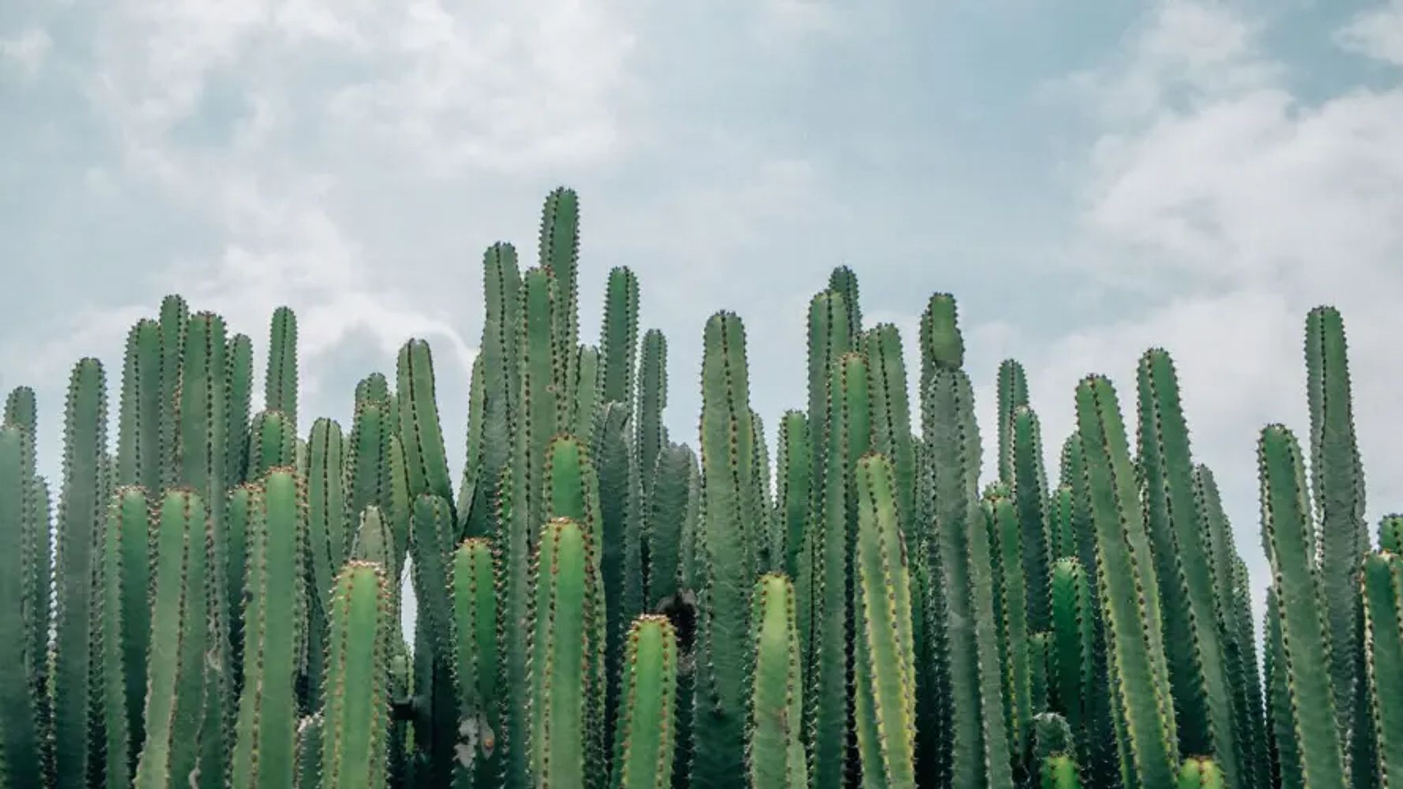 Cover for Frederick Xavier Adams's Obituary