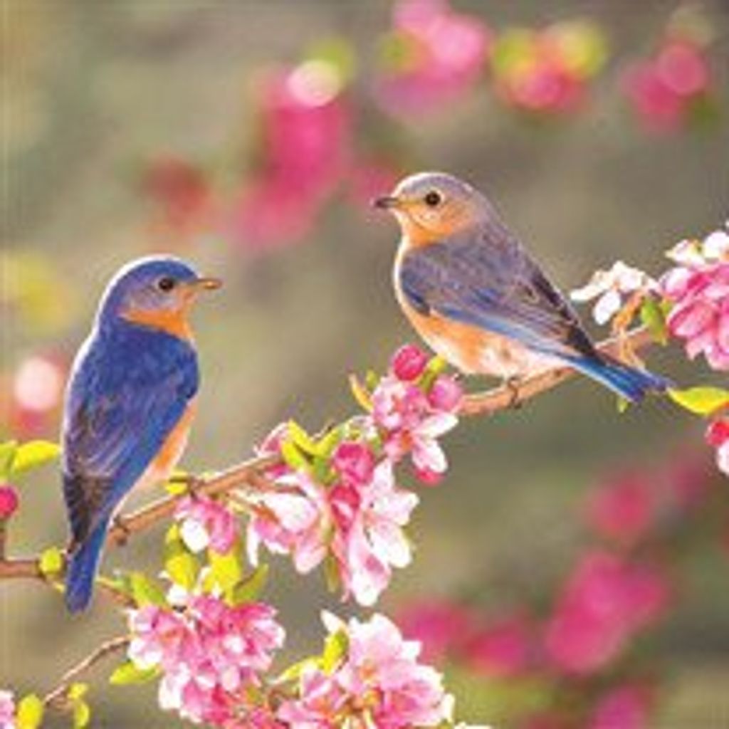 Nikki Mohit-Mahmoudi