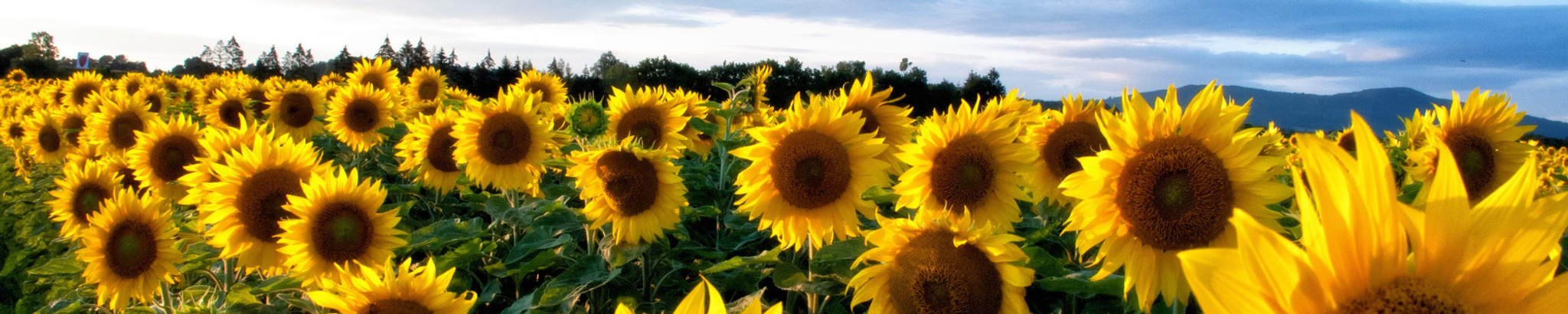 Cover photo for Cynthia Ann Beardsley's Obituary