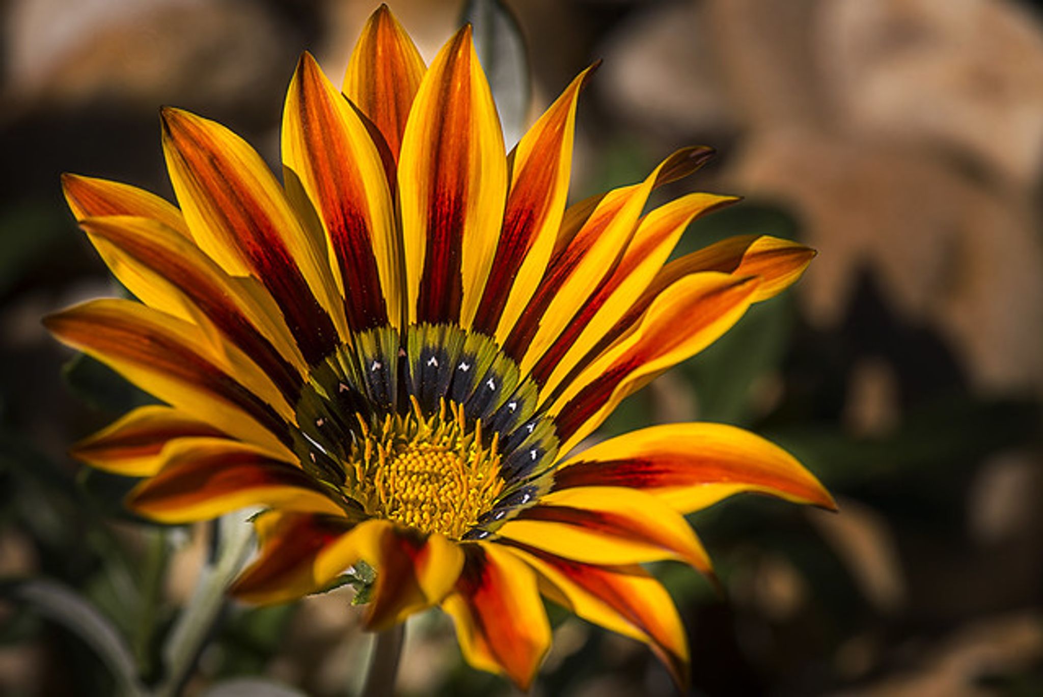 Cover photo for Laura Armandina Sanchez's Obituary