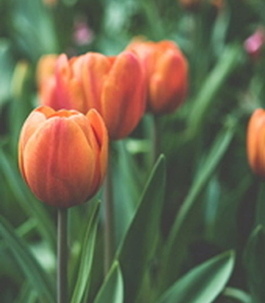 Joan Fogt Profile Photo