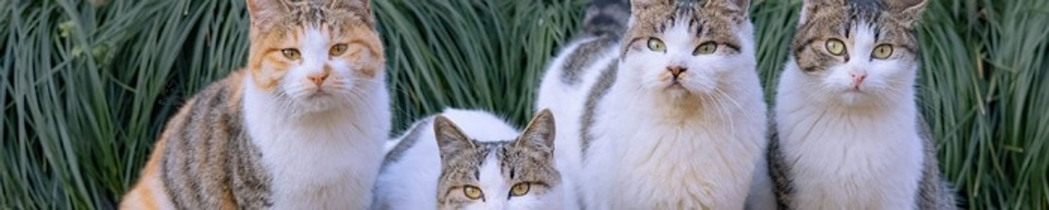 Cover for Brian Defoe's Obituary