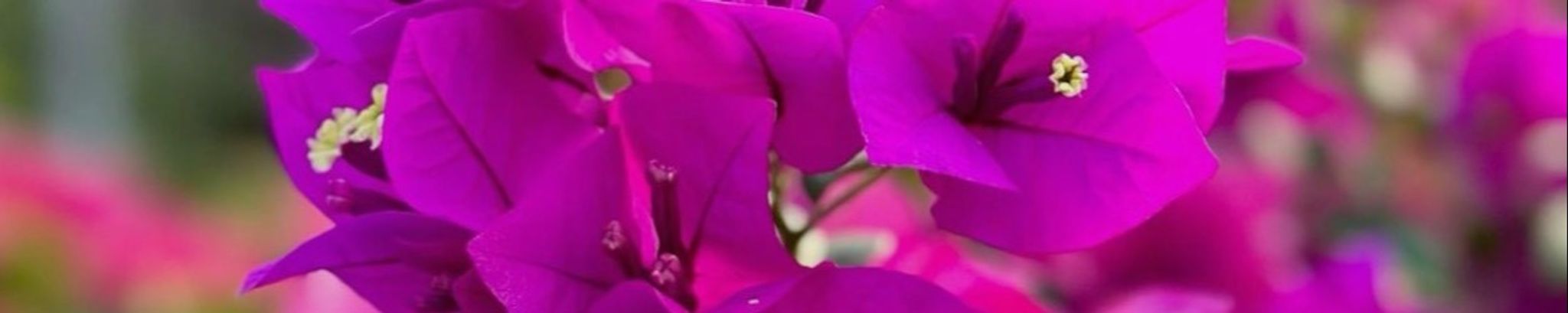 Cover photo for Teresa de Jesus Reyes Loza's Obituary