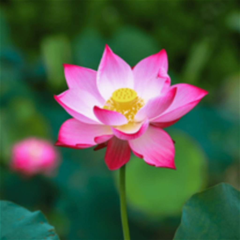 Lutrica Skaggs Profile Photo