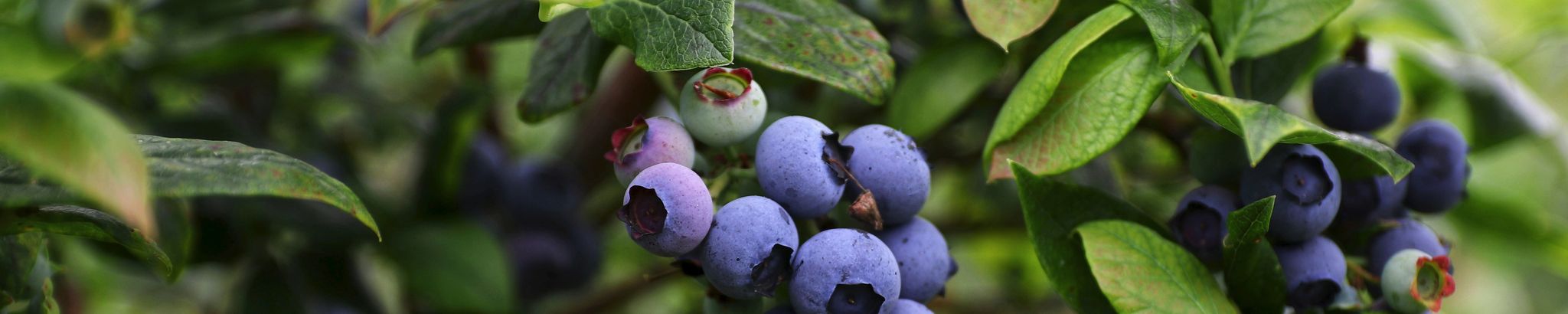 Cover for Sally Ann Mukon's Obituary