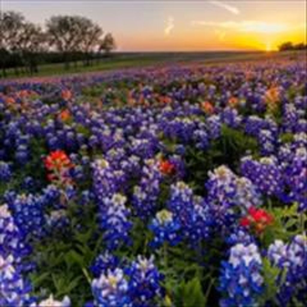 Elfriede Eva Fickert Profile Photo