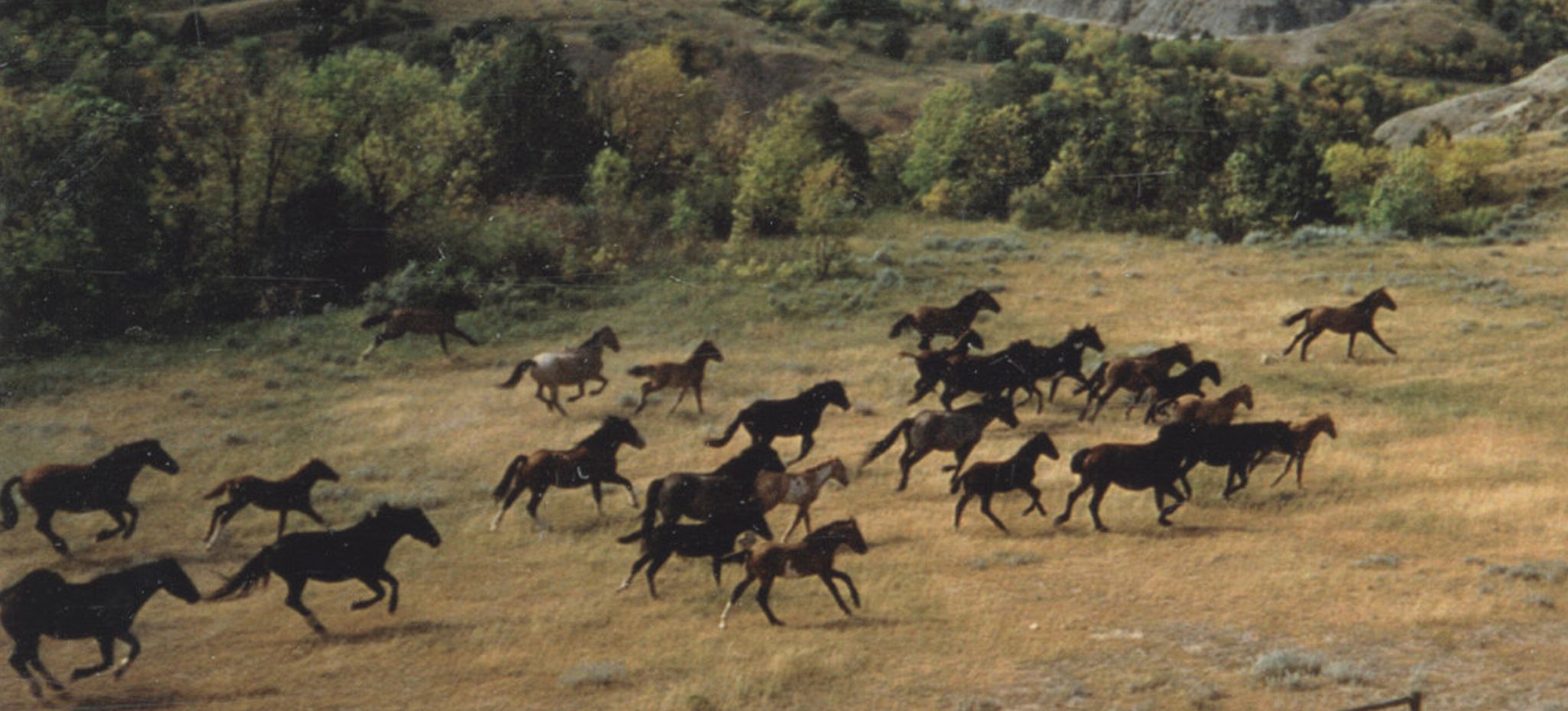 Cover photo for Lynell Sandvick's Obituary