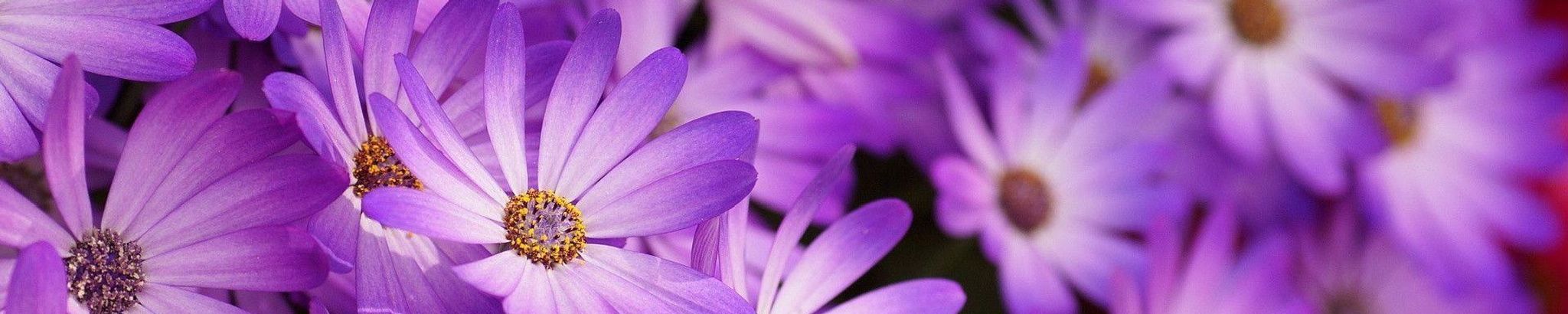 Cover photo for Lanell "Dea" Wilson's Obituary