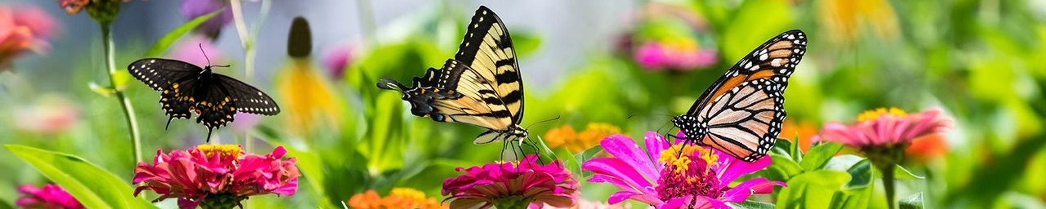 Cover for Wanda Mae Gorse's Obituary