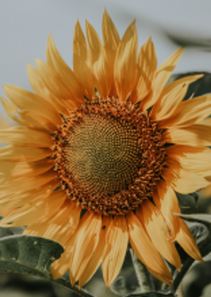 Lois Friesen Profile Photo