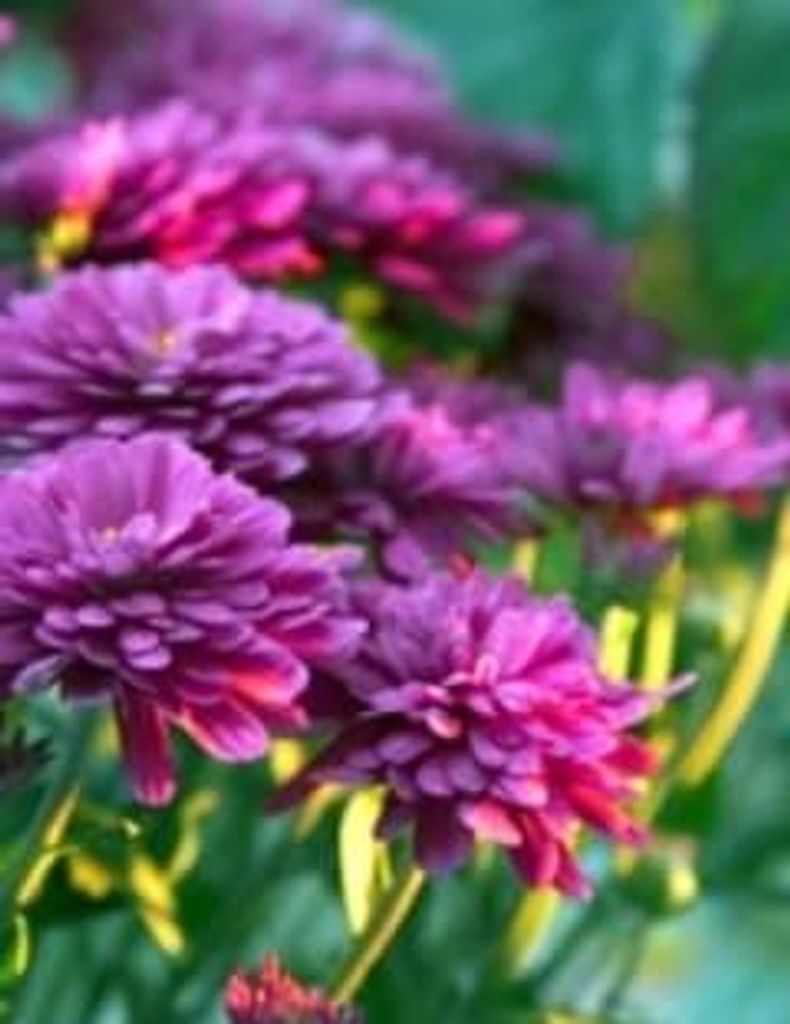 Timothy A. Rhodes Profile Photo