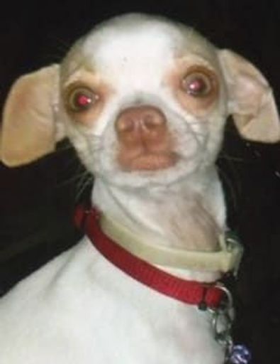 Apolonio Gonzales Profile Photo