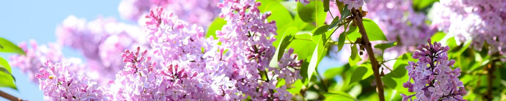 Cover for Tracy Crain's Obituary