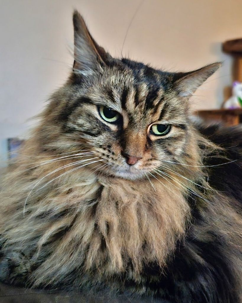 Flufferton Mclane